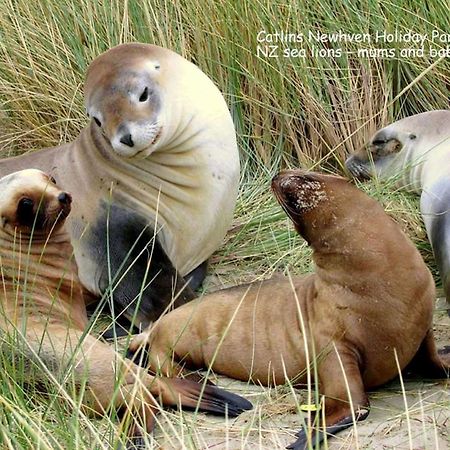 Catlins Newhaven Holiday Park Owaka Exteriér fotografie