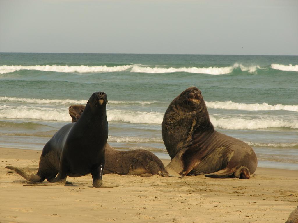 Catlins Newhaven Holiday Park Owaka Exteriér fotografie