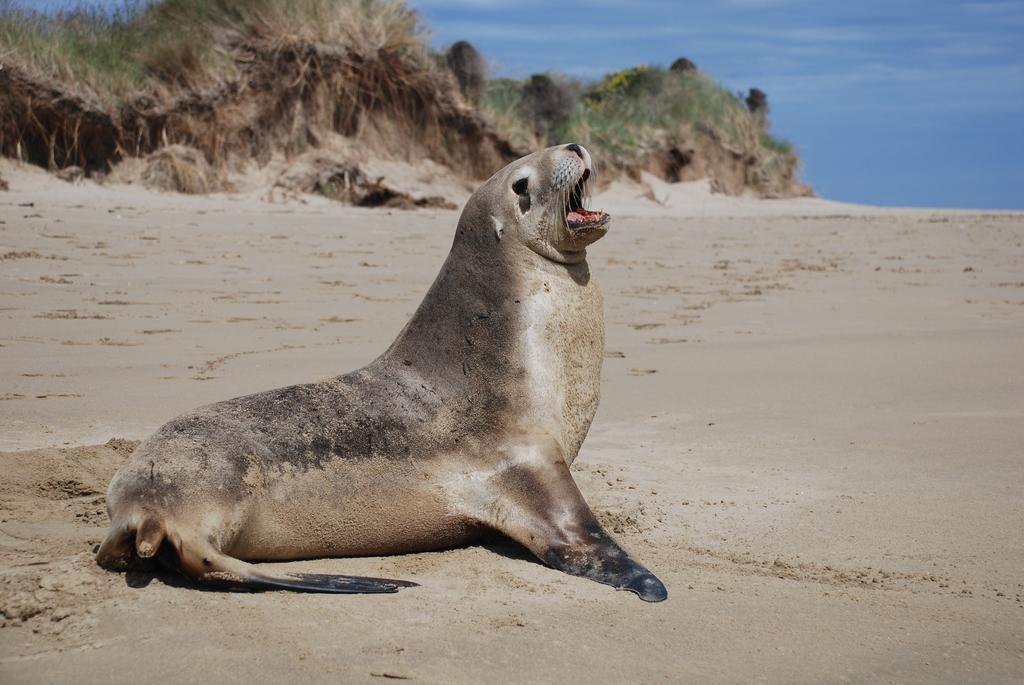 Catlins Newhaven Holiday Park Owaka Pokoj fotografie